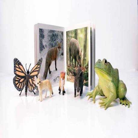 Cuento Imágenes reales - Animales del Bosque Nowordbooks Nowordbooks 2