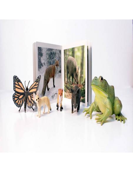 Cuento Imágenes reales - Animales del Bosque Nowordbooks Nowordbooks