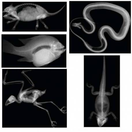 Rayos- X Animales 