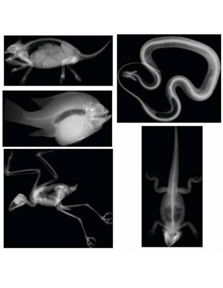 Radiografías animales  Ciencia y medio ambiente