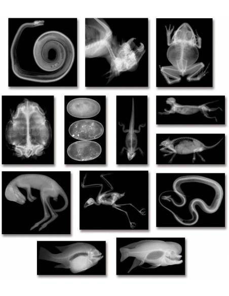 Rayos- X Animales 