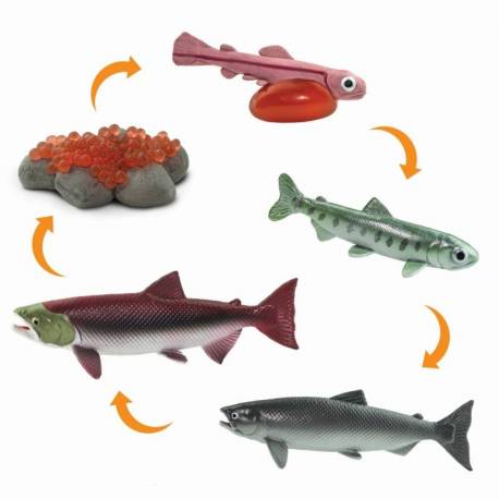 Ciclo de vida salmón  Ciclos de la vida