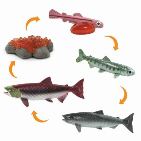 Ciclo di vita del salmone 2