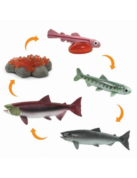 Ciclo de vida salmón  Ciclos de la vida