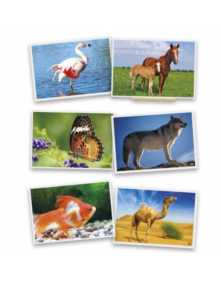 Fotografías de animales