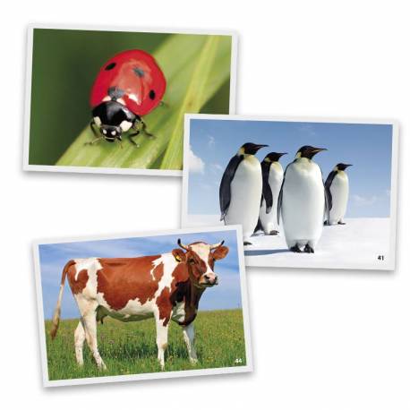 Fotografías de animales 2