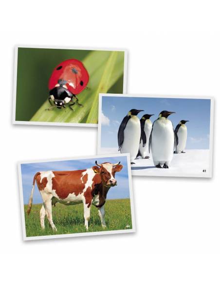 Fotografías de animales