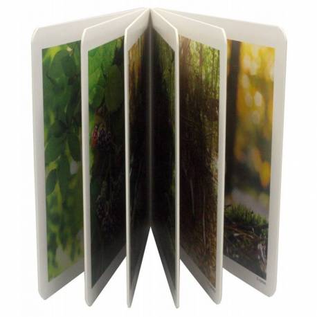 Immagini reali - La foresta