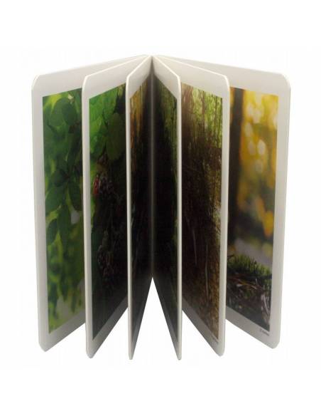 Cuento imágenes reales - El Bosque Nowordbooks Nowordbooks