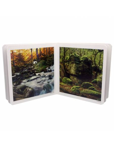 Immagini reali - La foresta