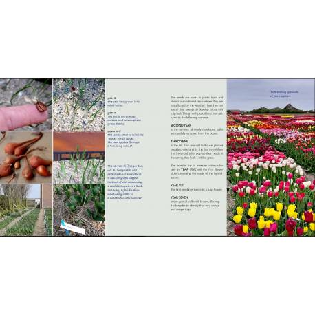 Il libro tulipano - Montessori