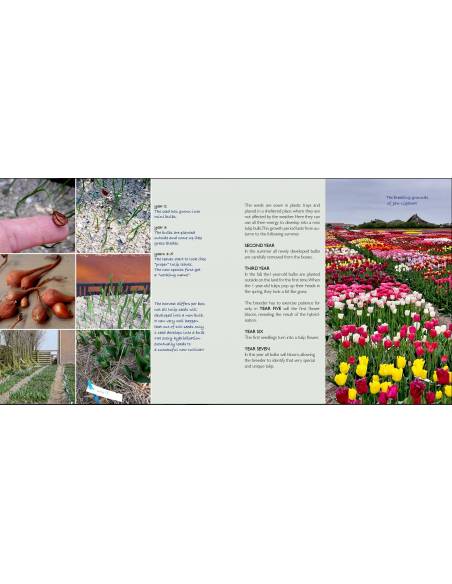 The tulip Book - Montessori  Montessori guide books