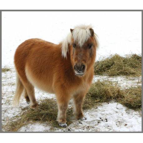 Linterna Caballos  Linternas Proyector