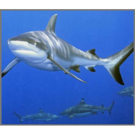 Linterna Tiburones  Linternas Proyector