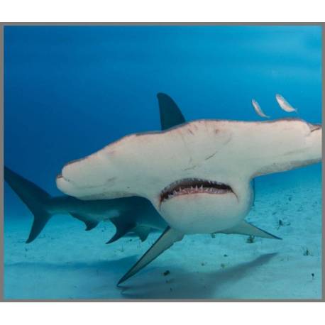 Linterna Tiburones  Linternas Proyector