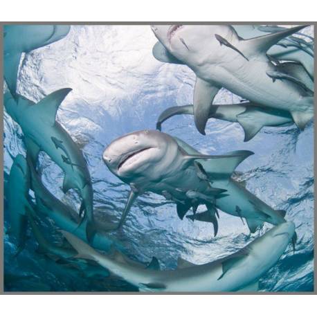 Linterna Tiburones  Linternas Proyector