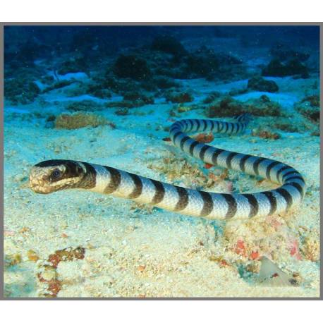 Linterna Animales Mortíferos  Linternas Proyector