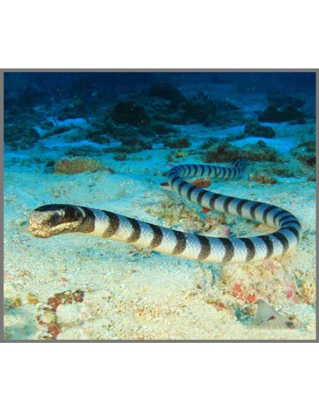 Torcia Mortalità Animali