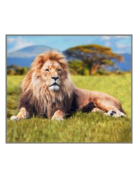 Torcia Mortalità Animali