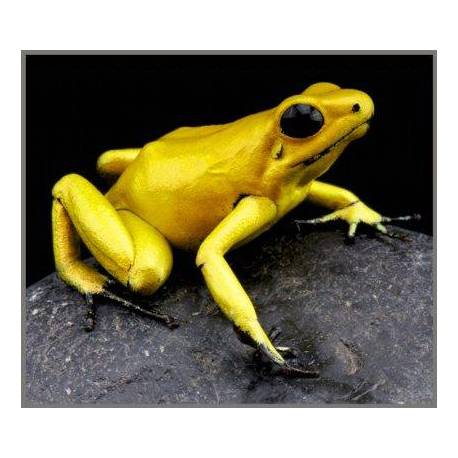 Torcia Mortalità Animali