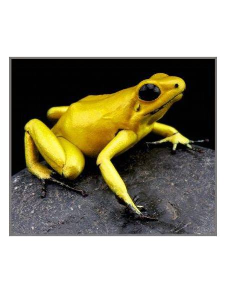 Torcia Mortalità Animali