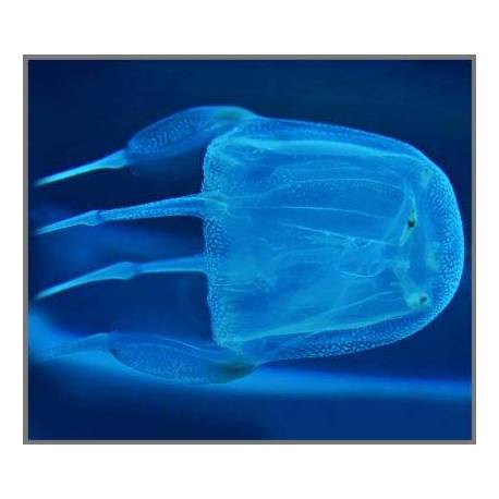 Torcia Mortalità Animali