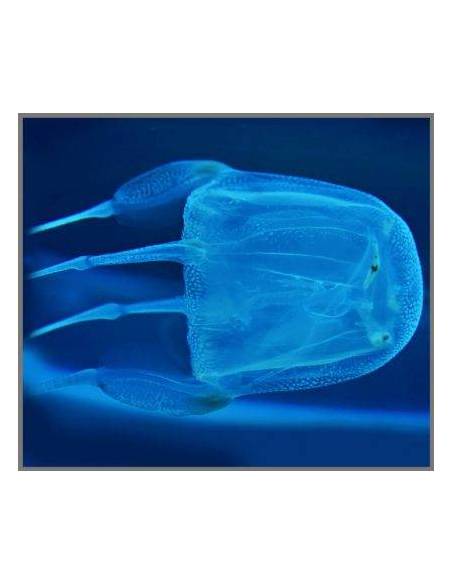 Torcia Mortalità Animali