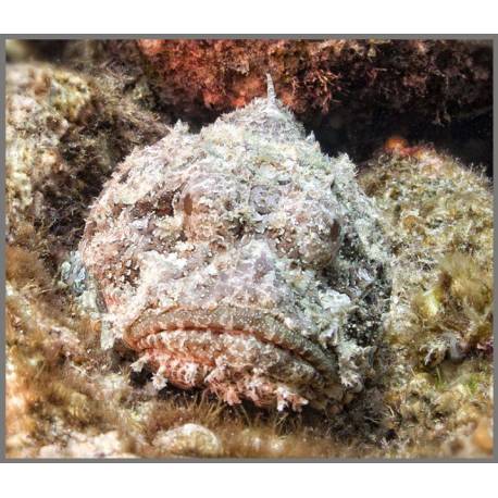 Torcia Mortalità Animali