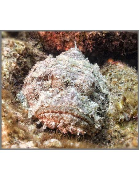 Torcia Mortalità Animali