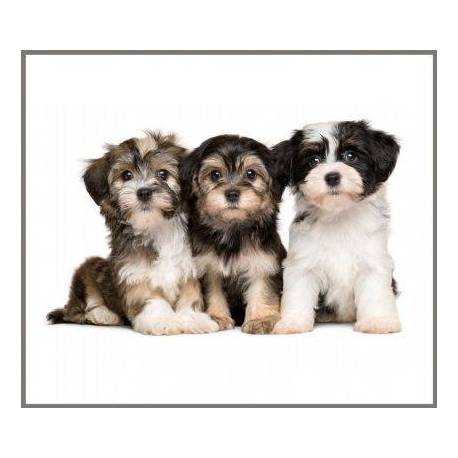 Linterna Cachorros  Linternas Proyector