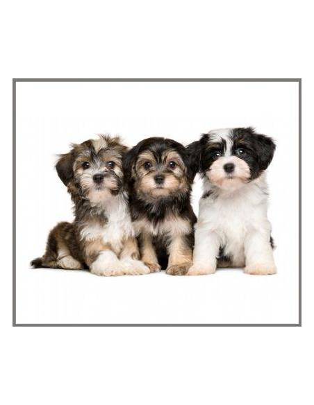 Cachorros torcia