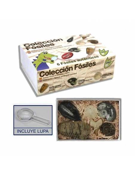 Collezione Fossil nel caso