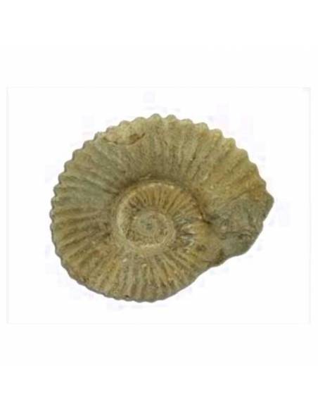 Fósil Ammonites 10-12 CM  Fósiles y minerales