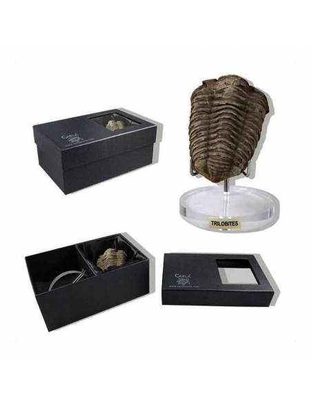 Fossile di trilobite