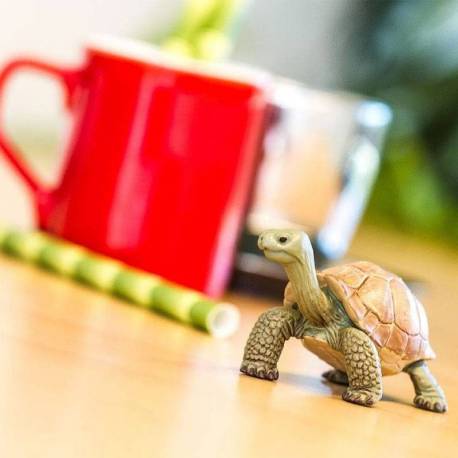 Tortuga de Tierra  Animales Grandes