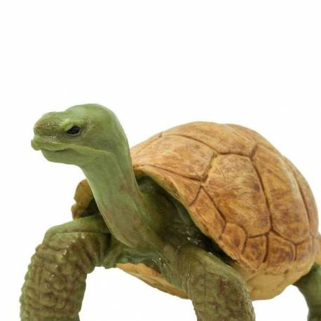 Tortuga de Tierra  Animales Grandes