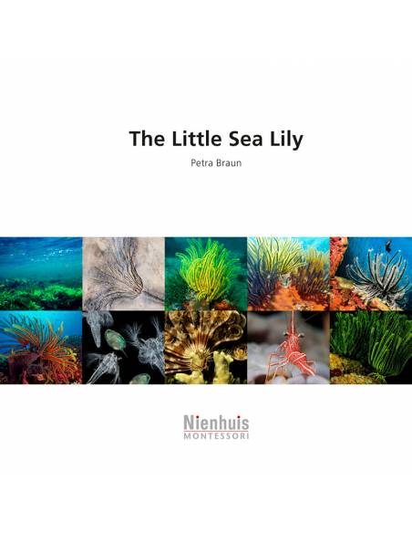 Il piccolo mare Lily