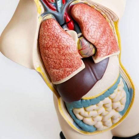 Set de Anatomía en Maqueta Miniland Ciencia y medio ambiente