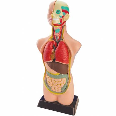 Set anatomico nel modello