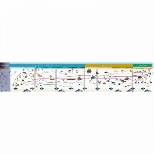Timeline Of Life Nienhuis Historia y Educación Cósmica