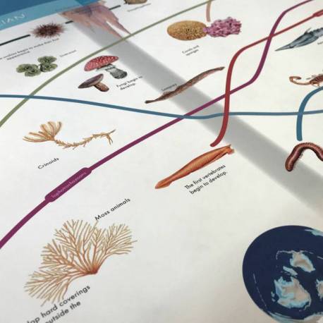 Timeline Of Life Nienhuis Historia y Educación Cósmica