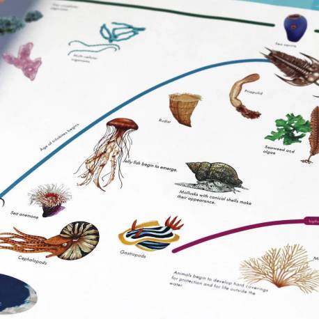 Timeline Of Life Nienhuis Historia y Educación Cósmica