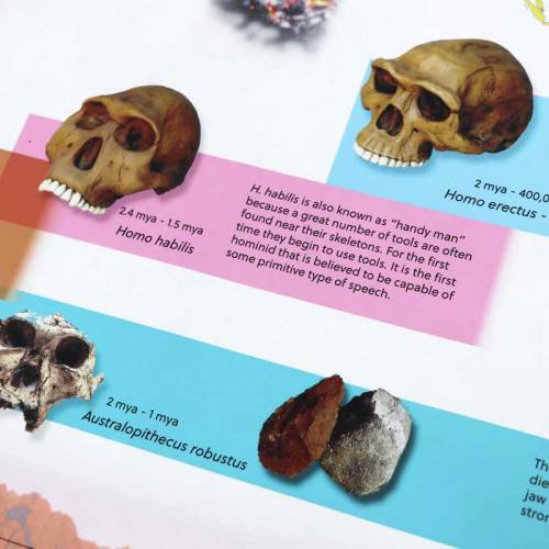 Timeline Of Early Humans Nienhuis Educación Cósmica