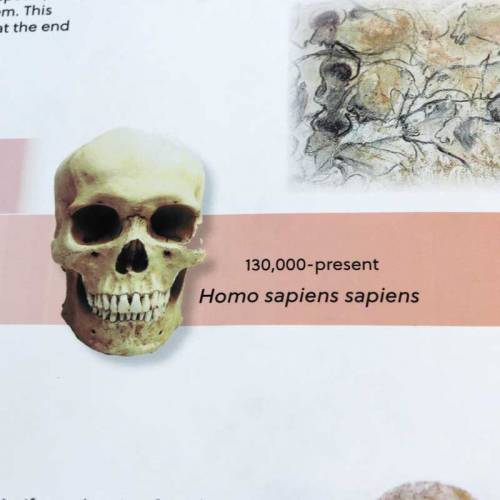 Timeline dei primi esseri umani