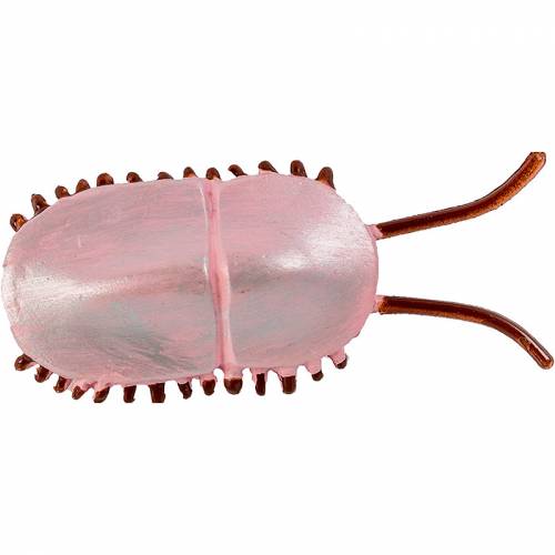 Vita cambriana