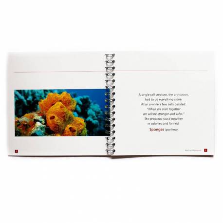 Libro - Timeline of Life 2
