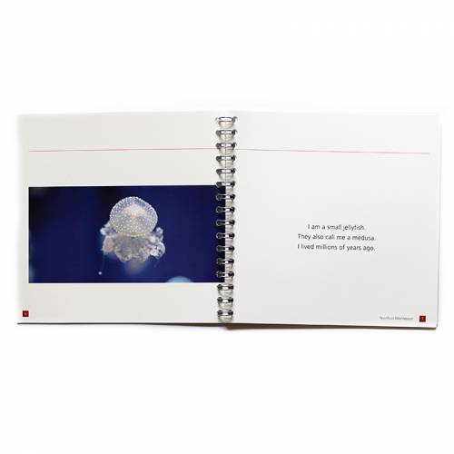 The Little Jellyfish Nienhuis Montessori Books for Children