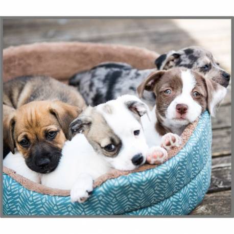 Linterna Perros Cachorros  Linternas Proyector