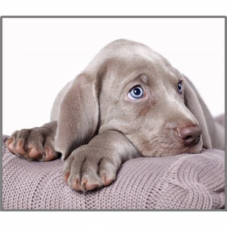 Linterna Perros Cachorros  Linternas Proyector