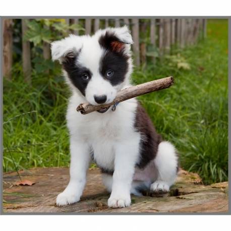 Linterna Perros Cachorros  Linternas Proyector
